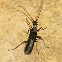 Dichelotarsus piniphilus - photo 5