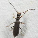 Dichelotarsus puberulus - photo 2