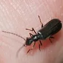Dichelotarsus puberulus - photo 4