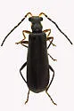Dichelotarsus puberulus - photo 5