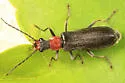 Dichelotarsus punctatus - Dichelotarsus punctatus