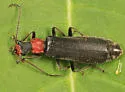 Dichelotarsus punctatus - photo 2