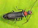 Dichelotarsus punctatus - photo 3