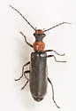 Dichelotarsus punctatus - photo 4