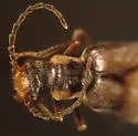 Dichelotarsus puncticollis - photo 2