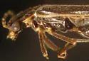 Dichelotarsus puncticollis - photo 3