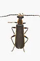 Dichelotarsus puncticollis - photo 4