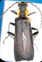 Dichelotarsus scaber - Dichelotarsus scaber