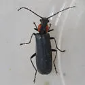 Dichelotarsus scaber - photo 2