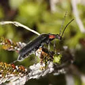 Dichelotarsus scaber - photo 3