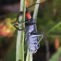 Dichelotarsus scaber - photo 4