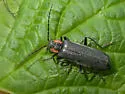 Dichelotarsus scaber - photo 5