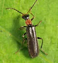 Dichelotarsus simplex - photo 2