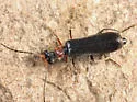 Dichelotarsus simplex - photo 3