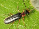 Dichelotarsus simplex - photo 4