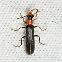 Dichelotarsus simplex - photo 5