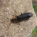 Dichelotarsus tetragonoderus