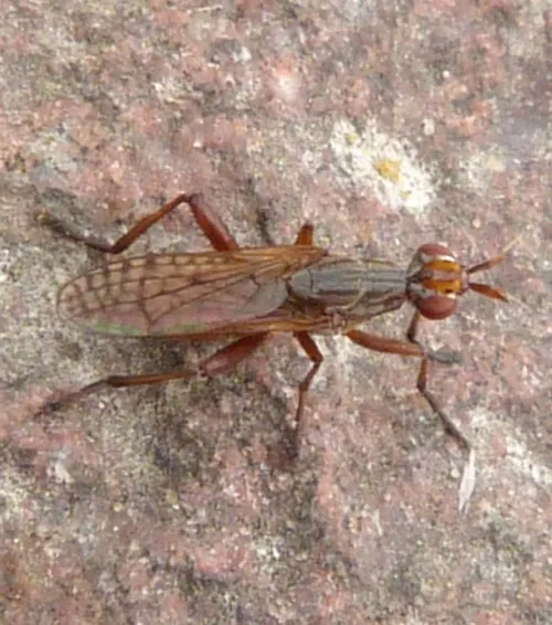 Dichetophora finlandica