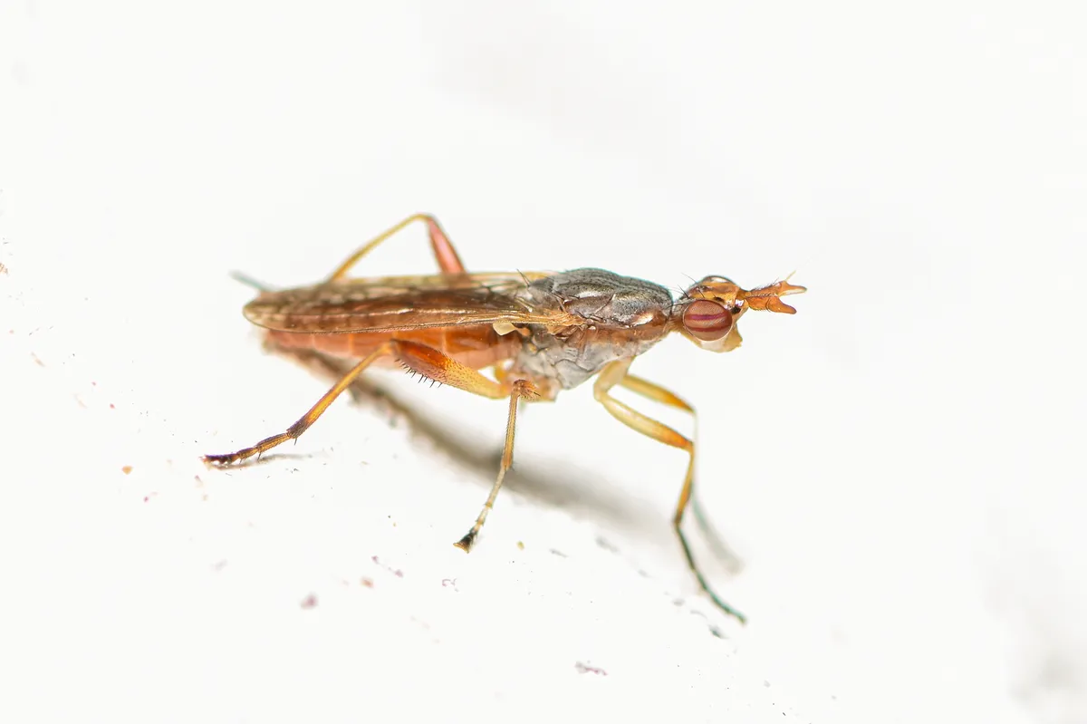 Dichetophora obliterata - photo 3