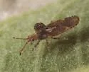 Dichocysta pictipes