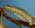Dichogama amabilis - Hodges#4791