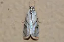 Dichogama colotha - Hodges#4792 - photo 3