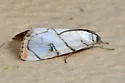Dichogama colotha - Hodges#4792 - photo 4