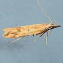 Dichomeris acuminatus - Hodges#2284