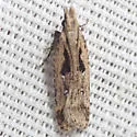 Dichomeris aglaia - Hodges#2302.4