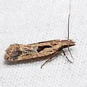 Dichomeris aglaia - Hodges#2302.4 - photo 2