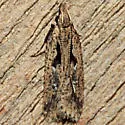 Dichomeris aglaia - Hodges#2302.4 - photo 3
