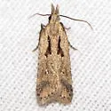 Dichomeris aglaia - Hodges#2302.4 - photo 4