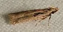 Dichomeris aglaia - Hodges#2302.4 - photo 5