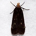 Dichomeris agonia - Hodges#2305