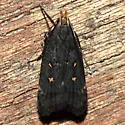 Dichomeris agonia - Hodges#2305 - photo 3