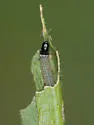 Dichomeris agonia - Hodges#2305 - photo 5