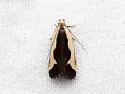 Buffy Dichomeris Moth - Hodges#2291.1