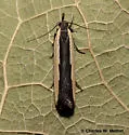 Dichomeris barnesiella - Hodges#2290