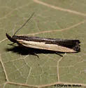 Dichomeris barnesiella - Hodges#2290 - photo 2