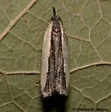 Dichomeris barnesiella - Hodges#2290 - photo 3
