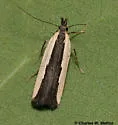 Dichomeris barnesiella - Hodges#2290 - photo 4
