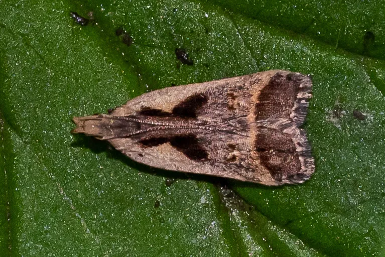 Bilobed Dichomeris - Hodges#2291 - photo 2