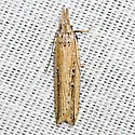 Dichomeris bipunctellus - Hodges#2274