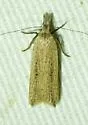 Dichomeris bipunctellus - Hodges#2274 - photo 2