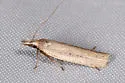 Dichomeris bipunctellus - Hodges#2274 - photo 3