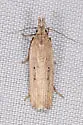 Dichomeris bipunctellus - Hodges#2274 - photo 4