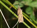 Dichomeris bipunctellus - Hodges#2274 - photo 5