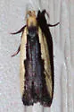 Glaser's Dichomeris Moth - Hodges#2297.2 - photo 2