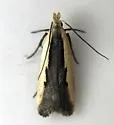 Glaser's Dichomeris Moth - Hodges#2297.2 - photo 3