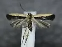 Glaser's Dichomeris Moth - Hodges#2297.2 - photo 4